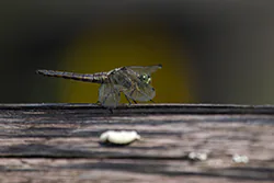 Vagrant Darter (Sympetrum vulgatum)