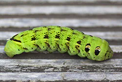 Elephant Hawk Moth (Deilephila elpenor)