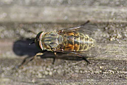 Bąk bydlęcy (Tabanus bovinus)