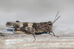 Siwoszek błękitny (Oedipoda caerulescens)