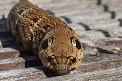 Elephant Hawk Moth (Deilephila elpenor)