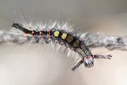Rusty Tussock Moth (Orgyia antiqua)