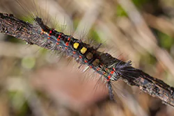 Rusty Tussock Moth (Orgyia antiqua)