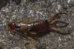 Skorek pospolity (Forficula auricularia)