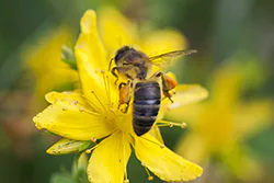 Pszczoła miodna (Apis mellifera)