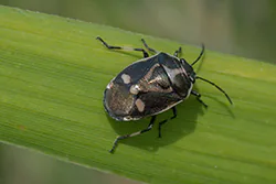 Rape Bug (Eurydema oleraceum)