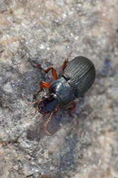 (Harpalus rubripes)