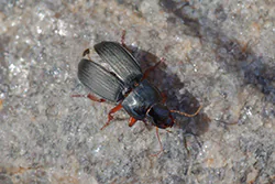  (Harpalus rubripes)