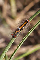 Kuprówka złotnica (Euproctis similis)