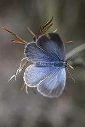 Holly Blue (Celastrina argiolus)