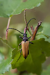 Red-brown Longhorn Beetle (Leptura rubra)