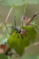 Red-brown Longhorn Beetle (Leptura rubra)