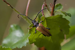 Red-brown Longhorn Beetle (Leptura rubra)