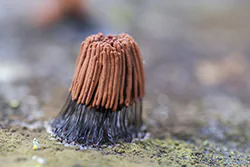 Dojrzałe zarodnie paździorka (Stemonitis)