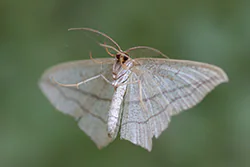 Blood-vein (Calothysanis amata)
