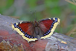 Rusałka żałobnik (Nymphalis antiopa)