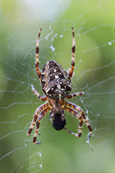 Krzyżak ogrodowy (Araneus diadematus)