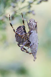 Krzyżak ogrodowy (Araneus diadematus)