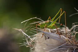 Speckled Bush-cricket (Leptophyes punctatissima)