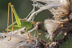 Speckled Bush-cricket (Leptophyes punctatissima)