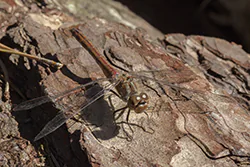 Vagrant Darter (Sympetrum vulgatum)