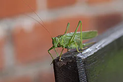 Pasikonik zielony (Tettigonia viridissima)