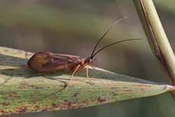 Caddisfly (Trichoptera)