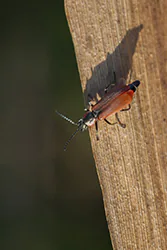  (Anthocomus rufus)