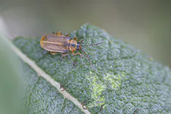  (Lochmaea caprea)