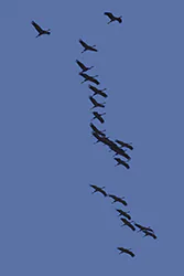 Żuraw (Grus grus)