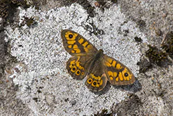 Wall Brown (Lasiommata megera)