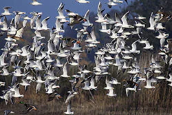 Black-headed Gull (Larus ridibundus)