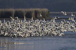 Black-headed Gull (Larus ridibundus)