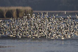 Black-headed Gull (Larus ridibundus)