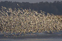 Black-headed Gull (Larus ridibundus)