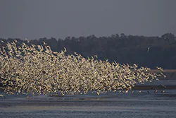Black-headed Gull (Larus ridibundus)