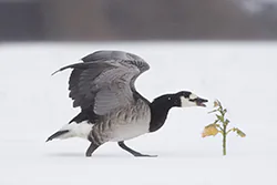 Bernikla białolica (Branta leucopsis)