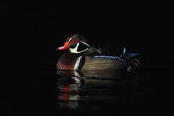 Karolinka (Aix sponsa)