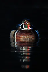 Carolina Duck (Aix sponsa)