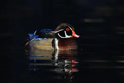 Carolina Duck (Aix sponsa)