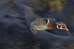 Carolina Duck (Aix sponsa)