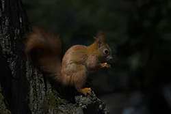Wiewiórka (Sciurus vulgaris)