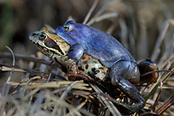 Żaba moczarowa (Rana arvalis)