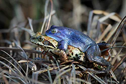 Żaba moczarowa (Rana arvalis)