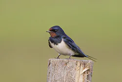 Jaskółka dymówka (Hirundo rustica)