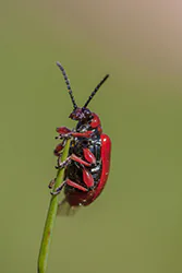 Lilioceris merdigera (Lilioceris merdigera)