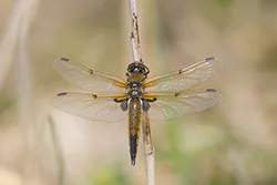 Ważka czteroplama (Libellula quadrimaculata)