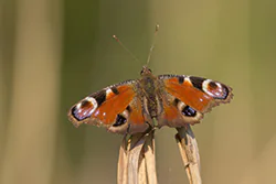 European Peacock (Inachis io)