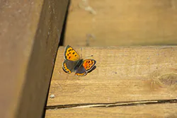 Czerwończyk żarek (Lycaena phlaeas)