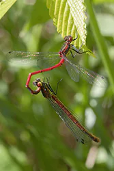Łunica czerwona (Pyrrhosoma nymphula)